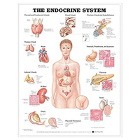Chart Endocrine System, Each Each