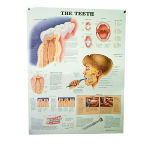 Teeth Chart, Each Each