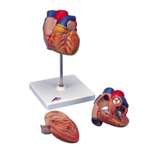 Heart Model 2 Parts 22cm X 12cm Each