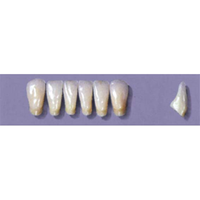 MYERSON ANTERIORS #14/65 (1X6 CARD) Card