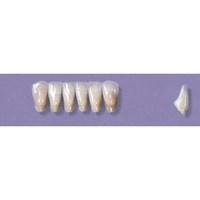 MYERSON ANTERIORS #3/D (1x6 CARD) Card