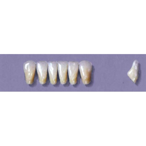 MYERSON ANTERIORS #7/I (1x6 CARD) Card