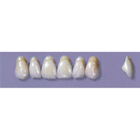 MYERSON ANTERIORS #A4/G (1x6 CARD) Card