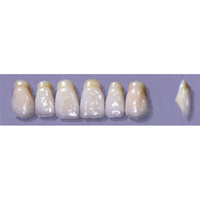 MYERSON ANTERIORS #A53/F (1x6 CARD) Card