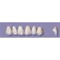 MYERSON ANTERIORS #PM2/60 (1x6CARD) Card
