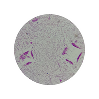 Prepared Slide Microscrope Vibrio From Culture Each Each