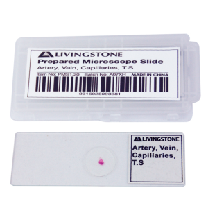 Livingstone Prepared Slide Transverse