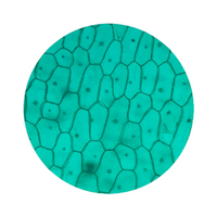 Livingstone Premium Top Level Prepared Slide, Allium, Onion, Epidermis with Stomata, Each Each