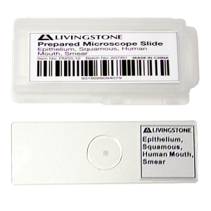 Livingstone Prepared Slide, 25 Bacteriology Slides, Each